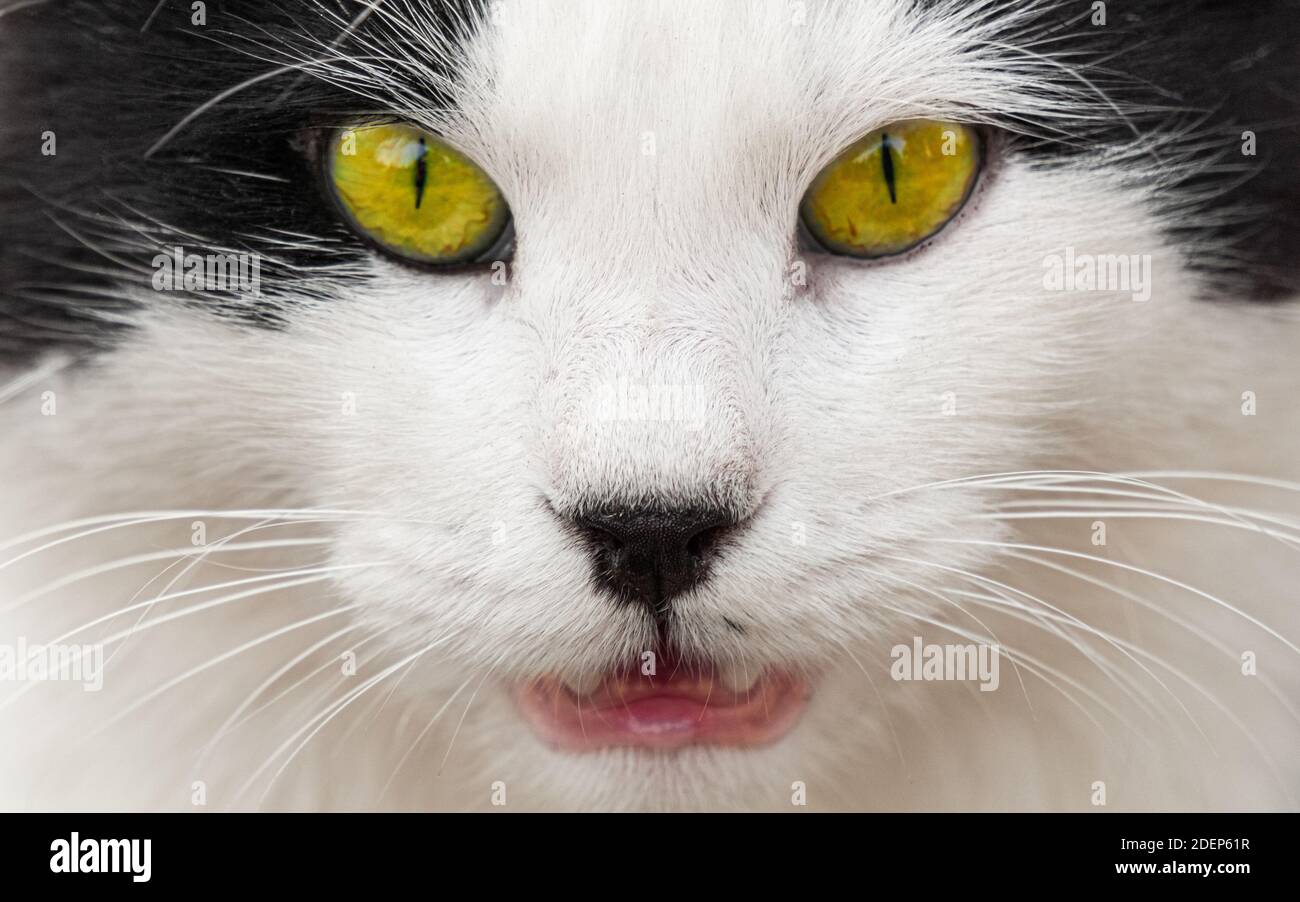 Tuxedo gatto naso. Primo piano e vista del volto sfocata. Foto Stock