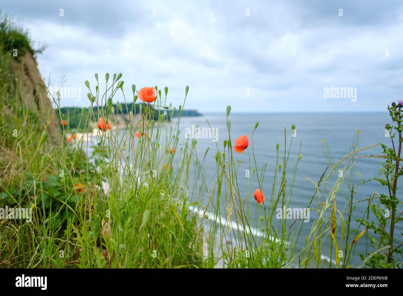 Fiori che crescono sulla scogliera vicino al mare Foto Stock