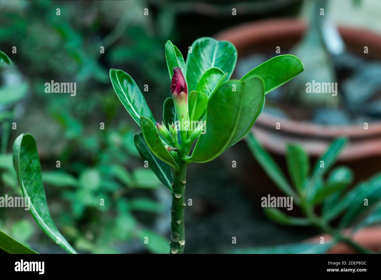 Adenium obesum o Forssk Roem & Schult pianta fioritura in la famiglia dogbane Foto Stock