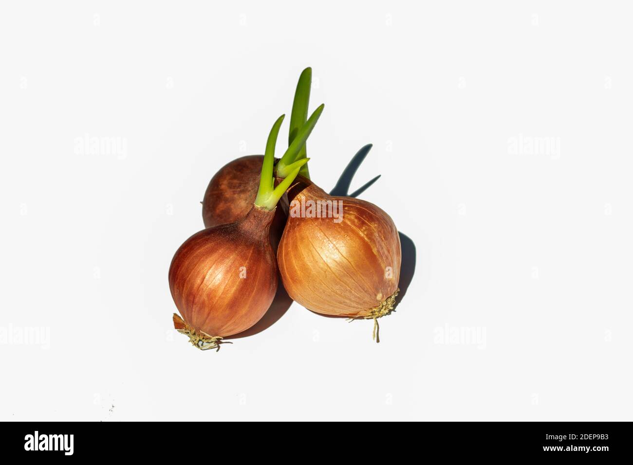 Le cipolle sono di solito coltivate da seme ma qui è germogliato O coltivando da cipolla Foto Stock