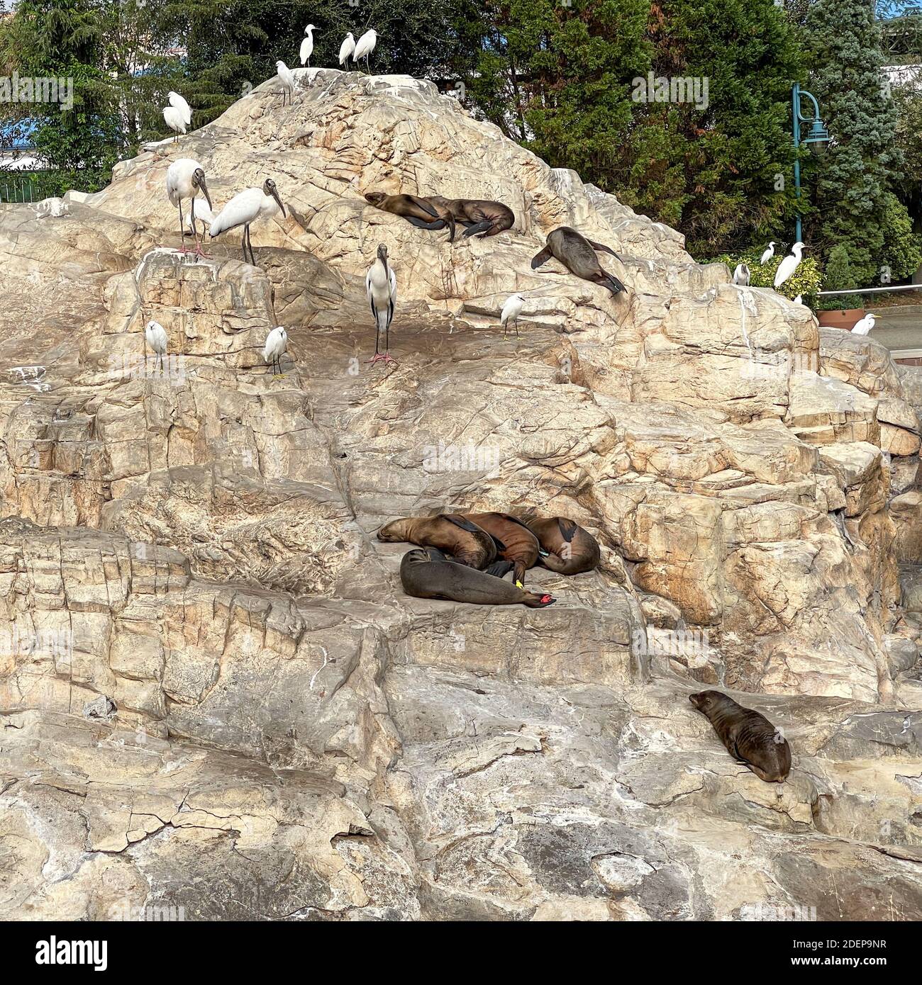 Leoni marini che si stagliano su rocce e si annidano durante il giorno in uno zoo. Foto Stock