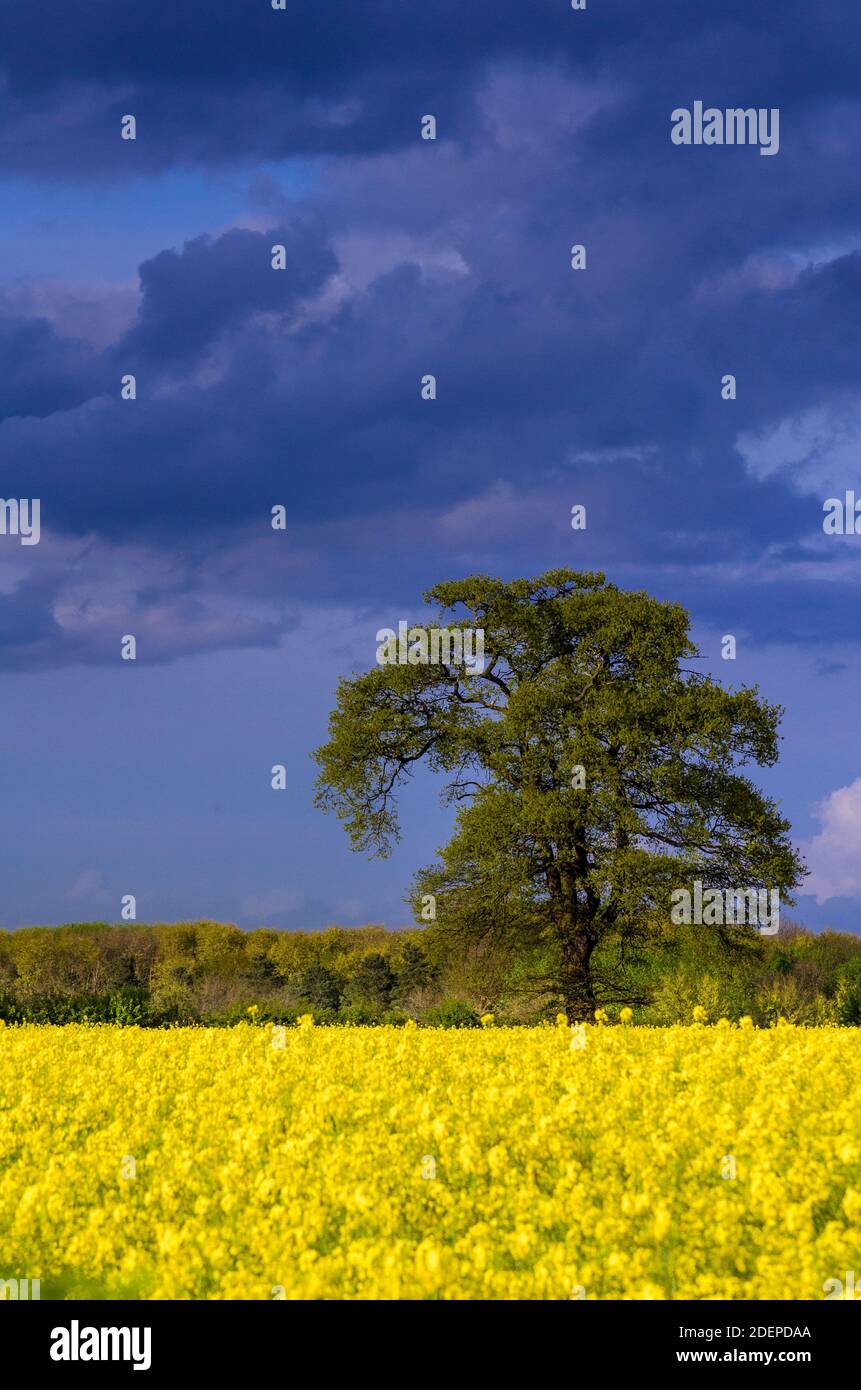 Grande albero su campo di colza in fiore sotto il cielo nuvoloso intenso. La colza è anche conosciuta come Canola o Mustard Foto Stock