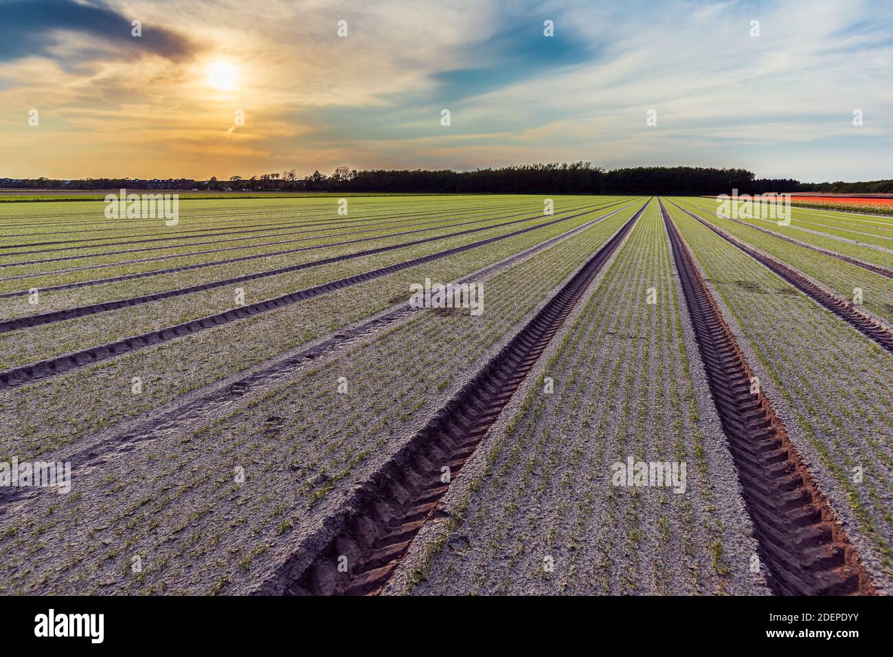 Il trattore si trova sul campo in cui si avviano gli impianti per crescere mostra le linee perfette disegnate con precisione moderna agricoltura Foto Stock