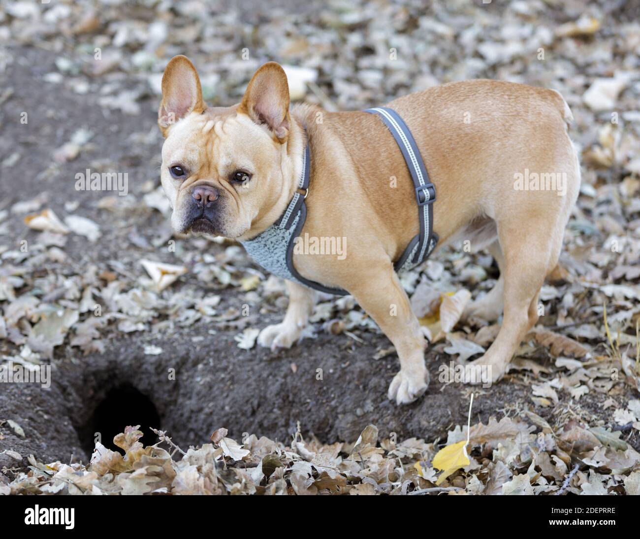 Frenchie su terra scoiattolo caccia Foto Stock