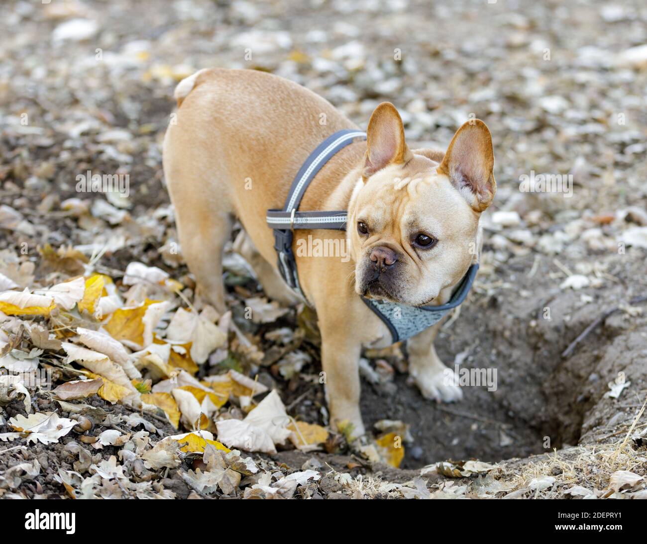 Frenchie su terra scoiattolo caccia Foto Stock
