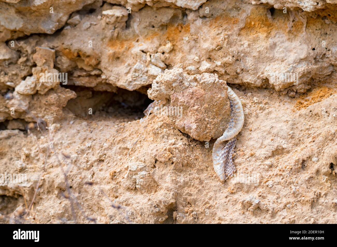 Immagine ravvicinata della pelle di serpente molata lasciata sulla pietra Foto Stock