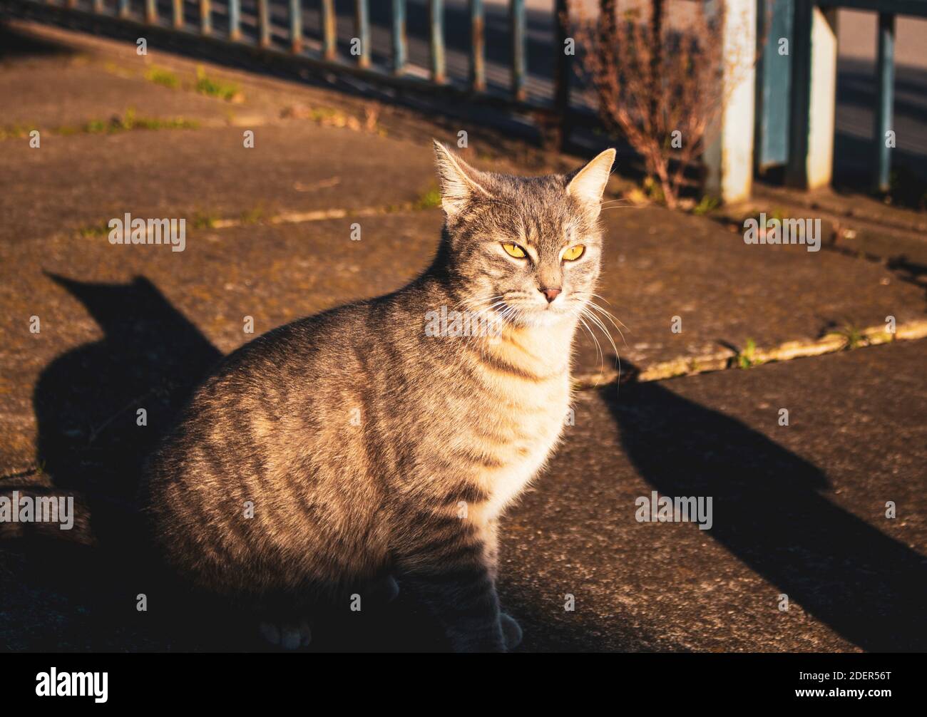 Un gatto e la sua ombra alla luce del sole Foto Stock