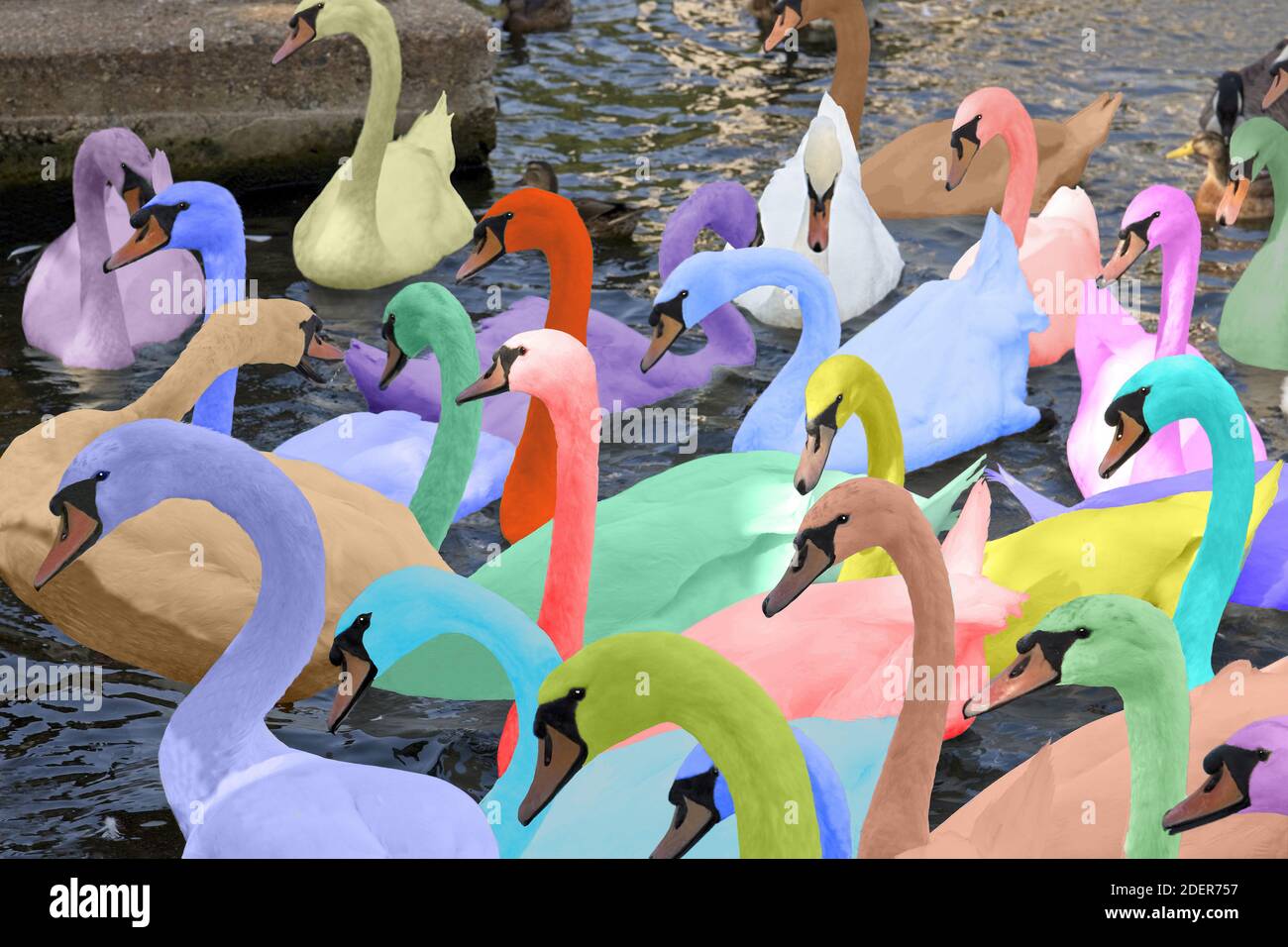 Un gruppo di cigni si riuniscono sulla riva del fiume sul Tamigi, Windsor, Inghilterra. Un cambiamento dei colori degli uccelli per dare un effetto artistico. Foto Stock