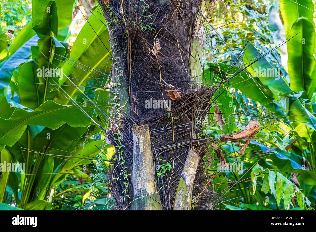 Spine lunghe sul tronco di una palma da zucchero (Arenga pinnata a.k.a. Arenga saccarifera) Foto Stock