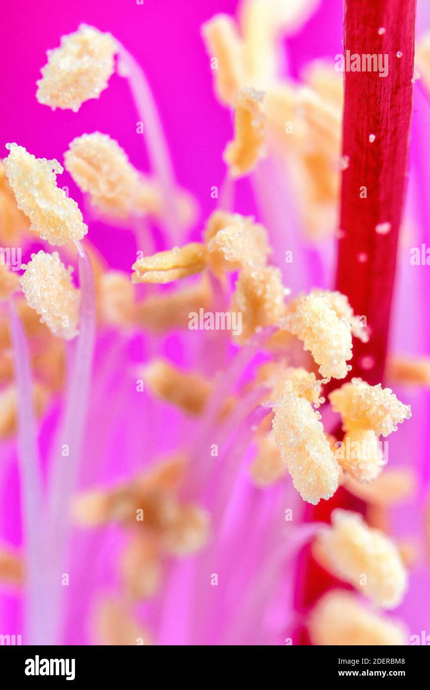 Macrofotografia di un fiore viola Foto Stock