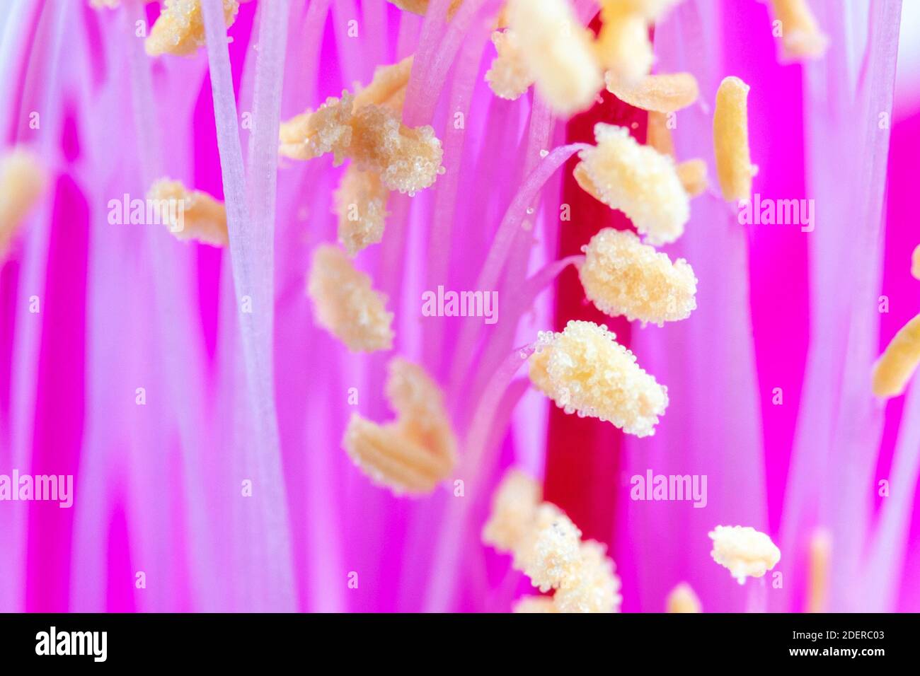 Macrofotografia di un fiore viola Foto Stock