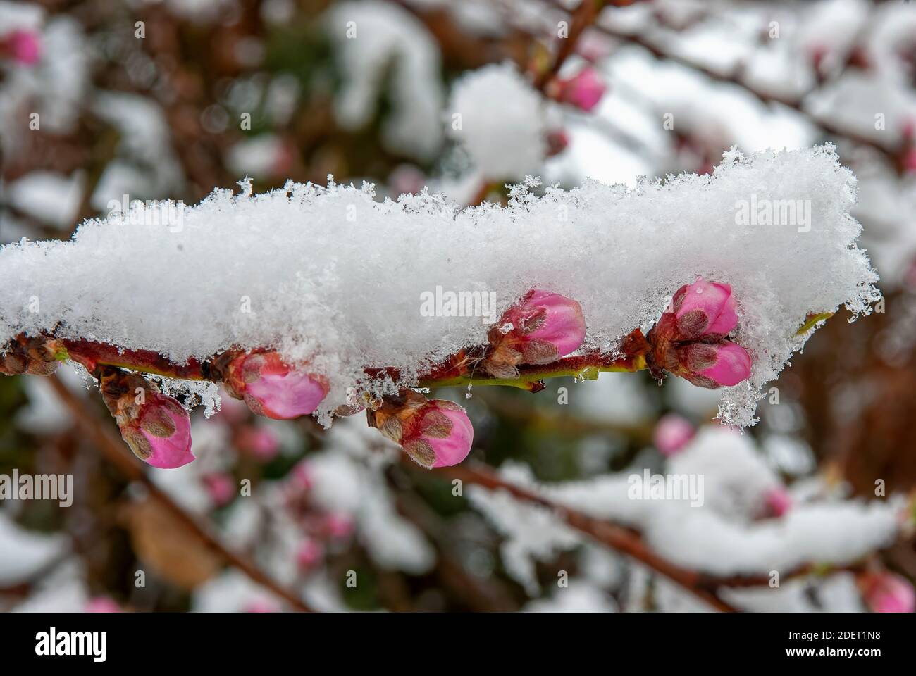 giardino congelato - neve surgelata su un trampino di pesca gemme - ramoscello orizzontale con gemme nella neve Foto Stock