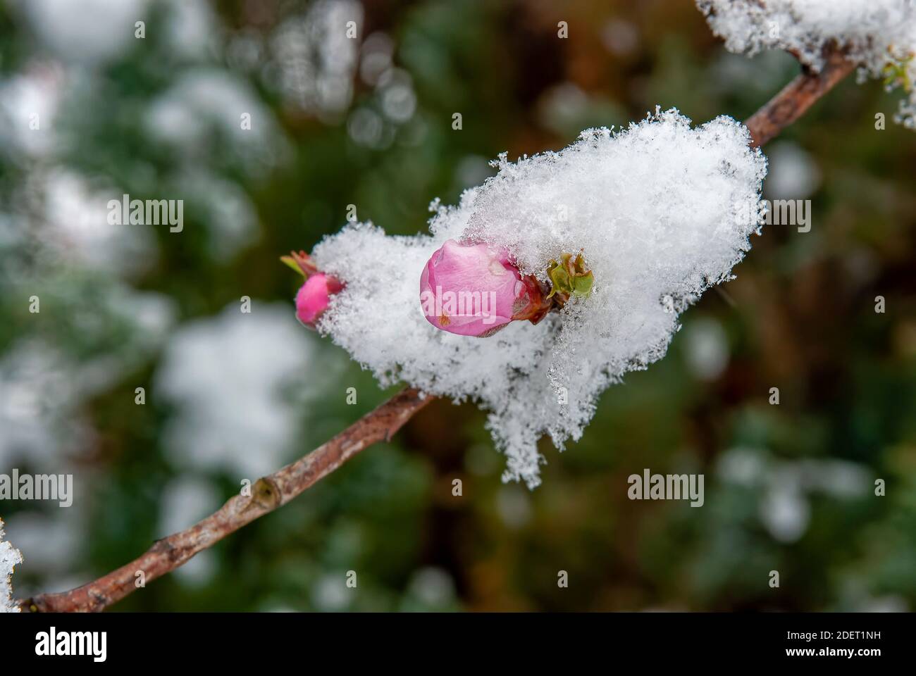 neve surgelata su fiori di pesche non sviluppati - giardino surgelato Foto Stock