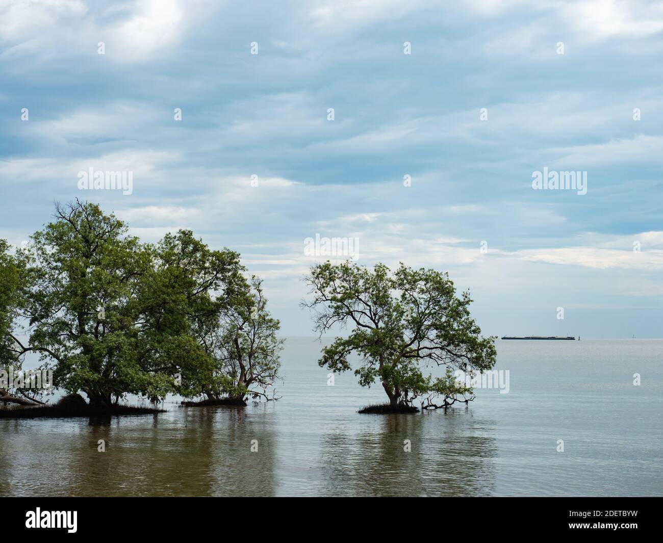 Alberi di mangrovie nel Golfo della Thailandia, sulla costa della provincia di Samut Prakan in Thailandia. Foto Stock