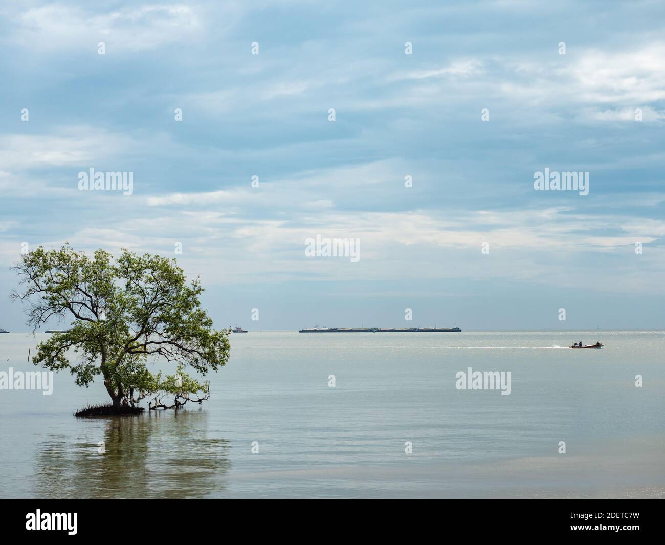 Alberi di mangrovie nel Golfo della Thailandia, sulla costa della provincia di Samut Prakan in Thailandia. Foto Stock