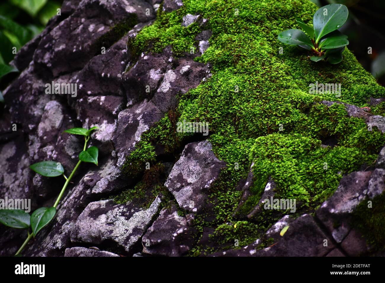 Muschio che cresce su roccia lavica nella valle di Waimea, Oahu, Hawaii Foto Stock