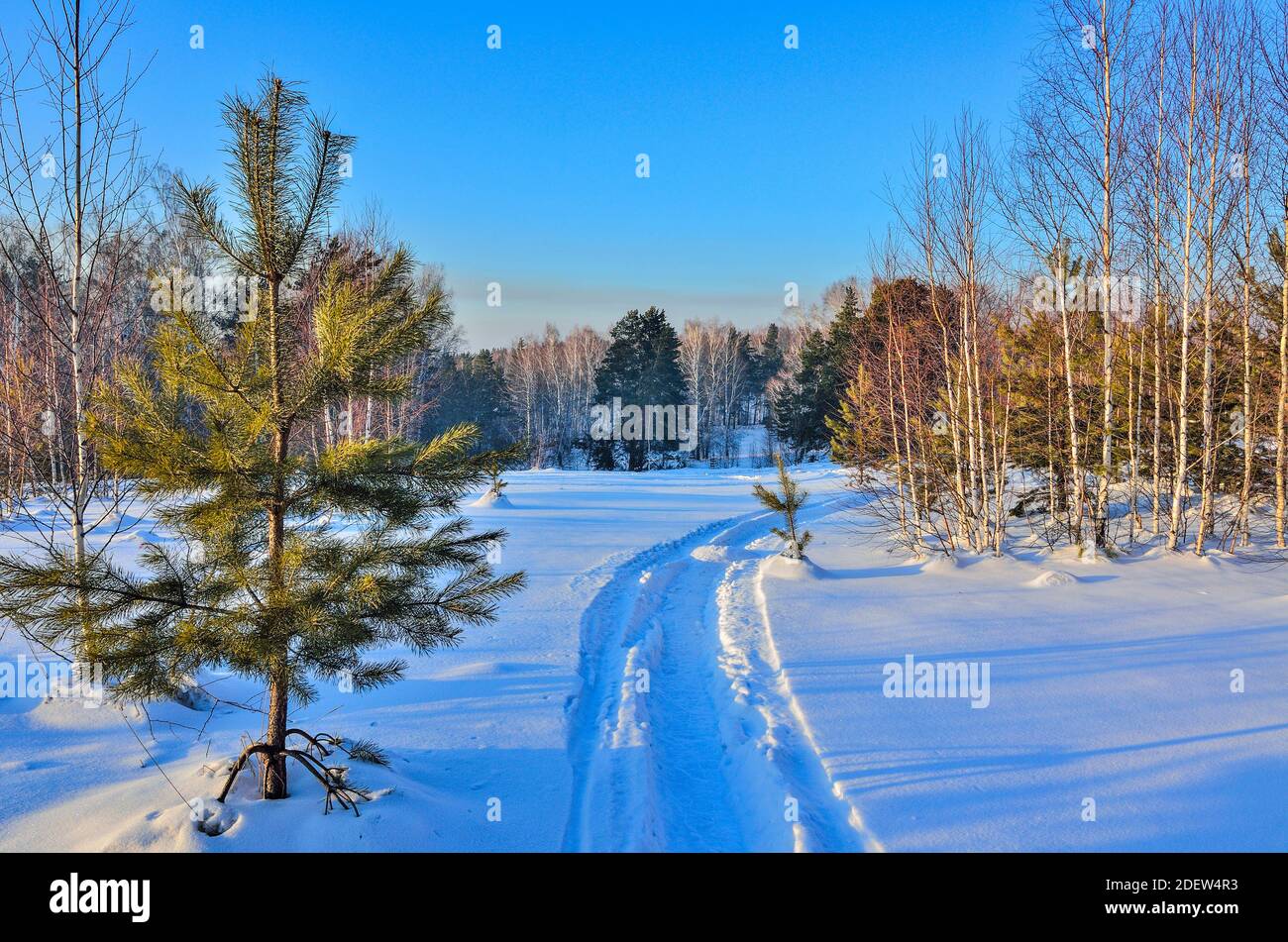 Passeggiata invernale a tempo soleggiato. Montagne coperte da foreste, pista di sci sulla neve tra il verde dei giovani abeti. Riposo invernale , viaggi e lifest attivo Foto Stock