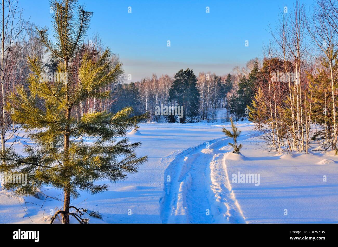 Passeggiata invernale a tempo soleggiato. Montagne coperte da foreste, pista di sci sulla neve tra il verde dei giovani abeti. Riposo invernale , viaggi e lifest attivo Foto Stock