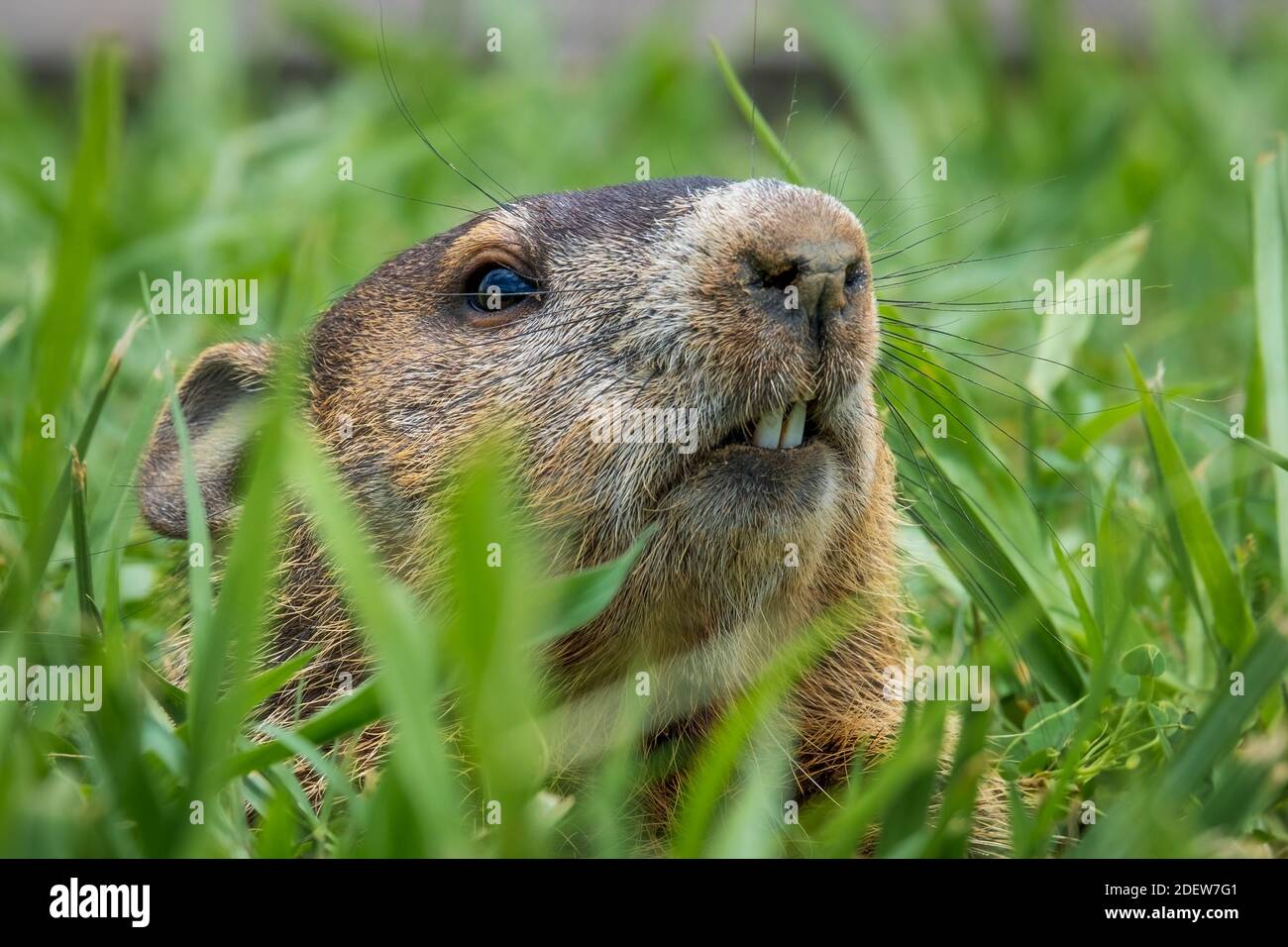 Primo piano di un Groundhog (monaco di Marmota) che spavola dal suo burrone. Raleigh, Carolina del Nord. Foto Stock