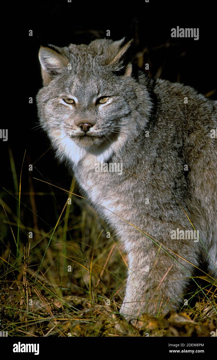 Canada lynx (Lynx canadensis) - Captive - NW Montana Foto Stock