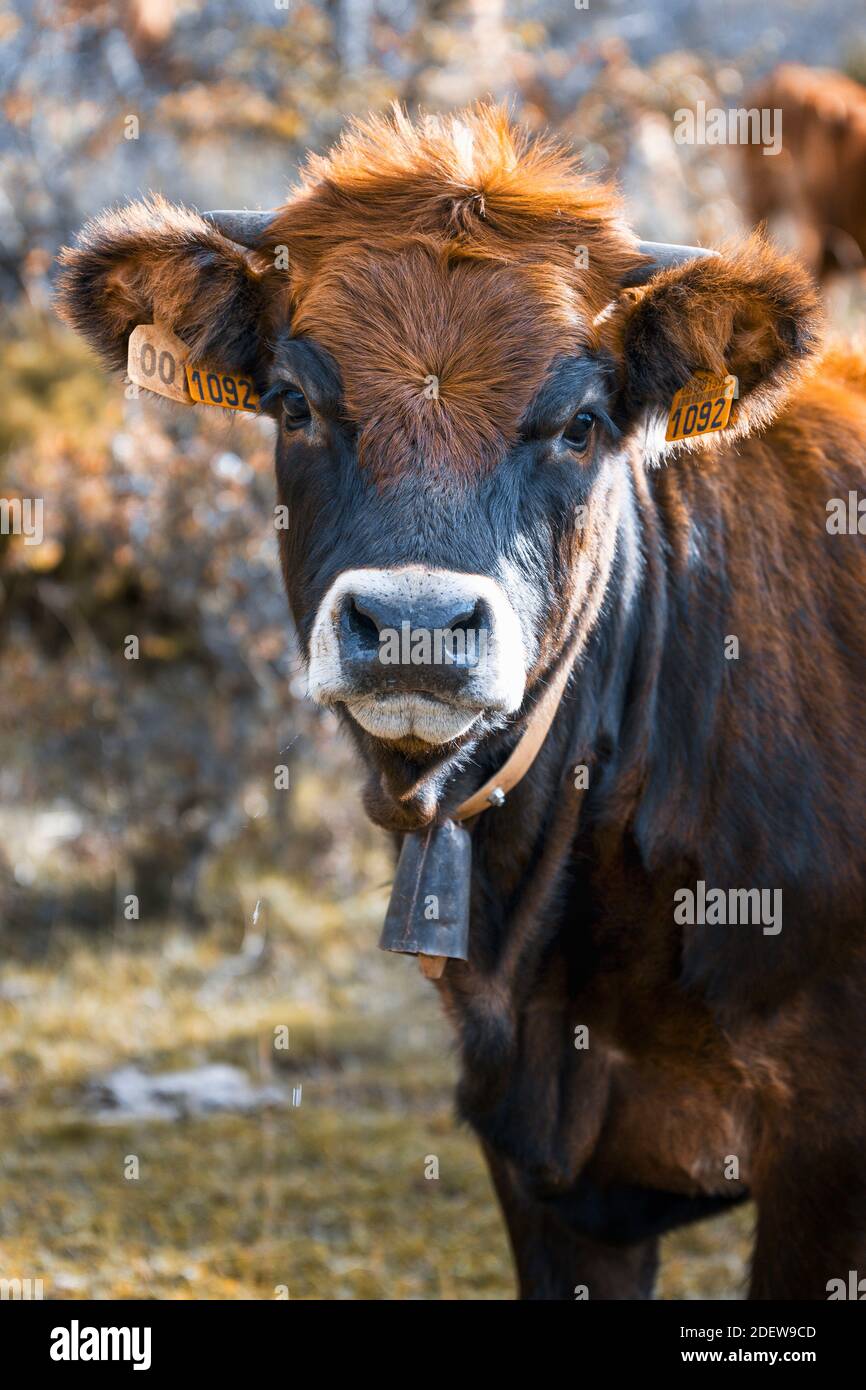 Limousine mucca guardando fotocamera con cowbell Foto Stock