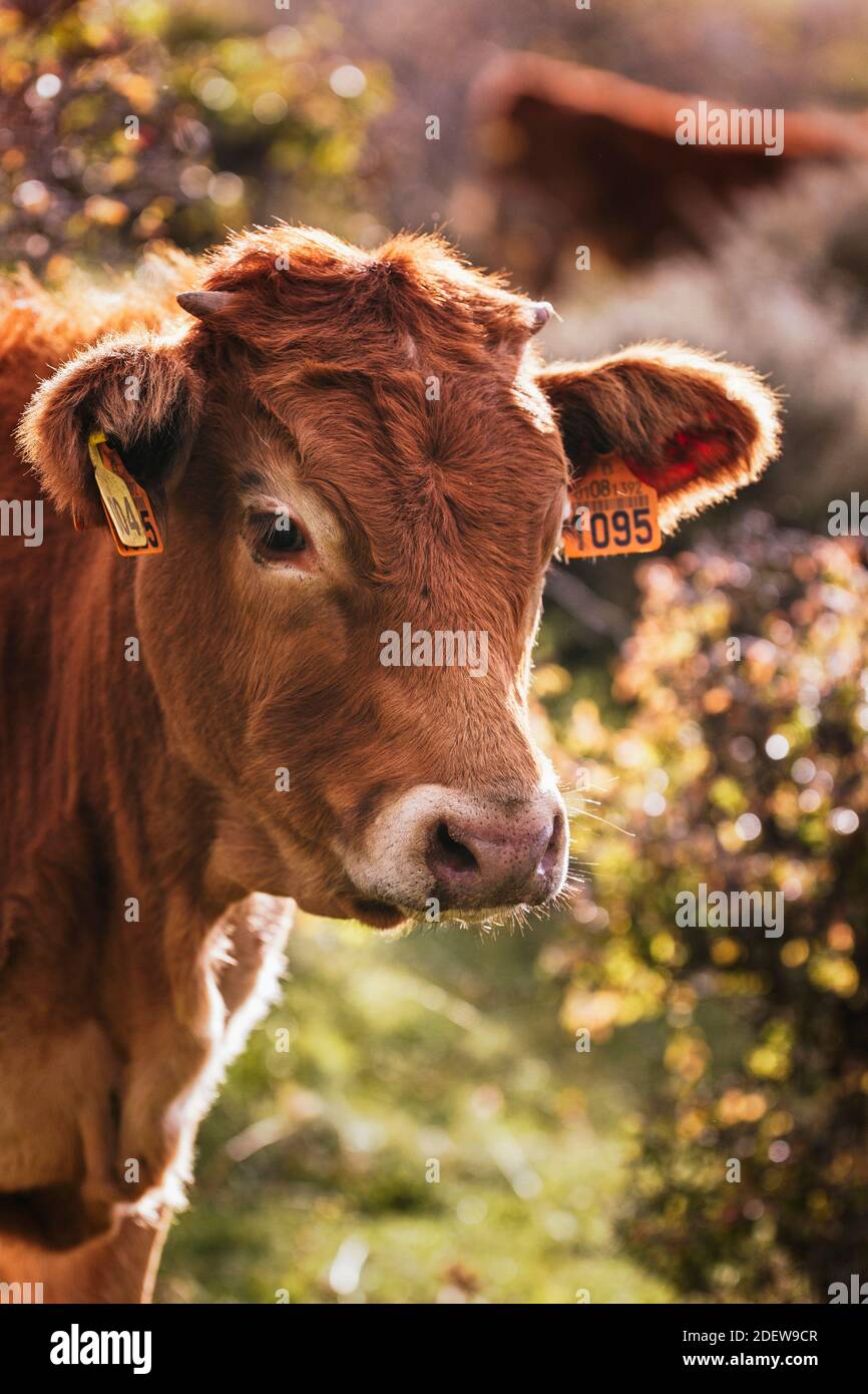 Limousine mucca in montagna Foto Stock