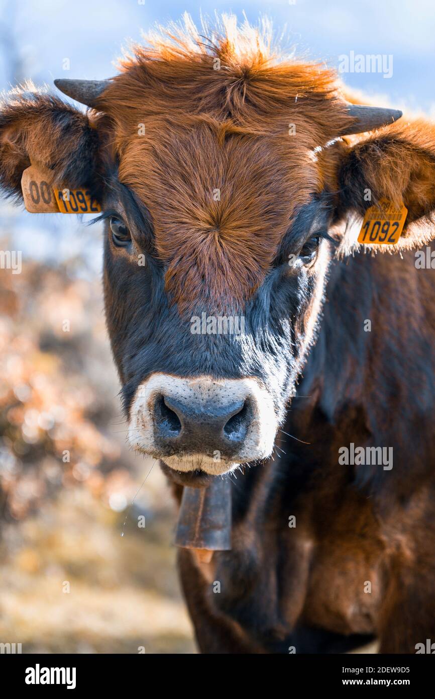 Limousine mucca guardando fotocamera con cowbell Foto Stock