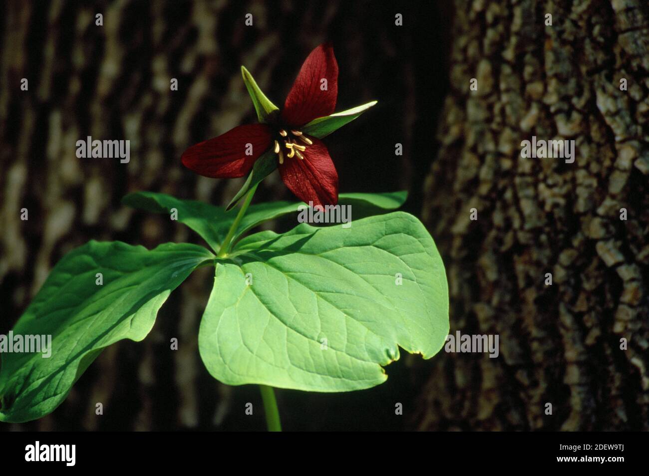 Trillio viola (Trillium erectum) Foto Stock