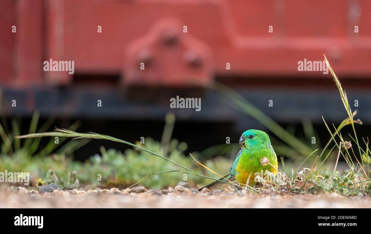 Un maschio adulto Pappagallo rosso (Psephotus ematonotus) che si nutre di teste di fiori in erba. Foto Stock