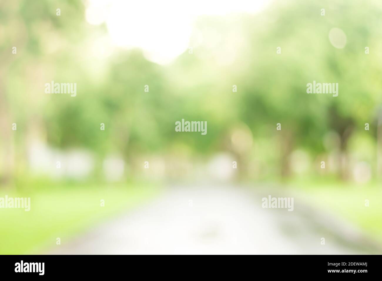 Astratto sfondo verde bokeh da alberi nel parco Foto Stock