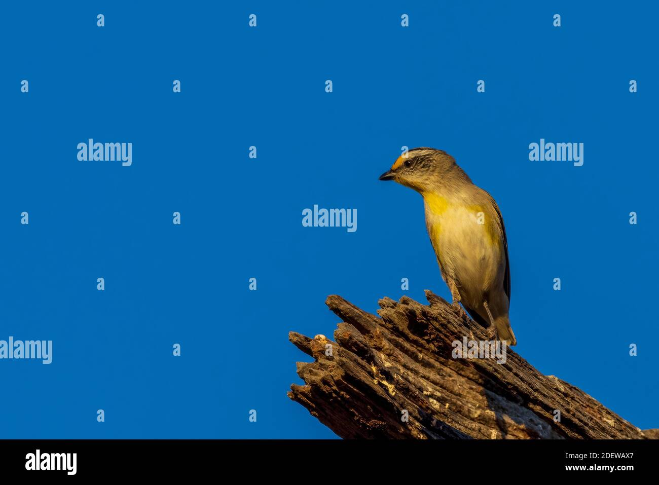 Un uccello molto piccolo, a coda corta conosciuto come una Pardalote striata (Pardalotus striatus). Foto Stock