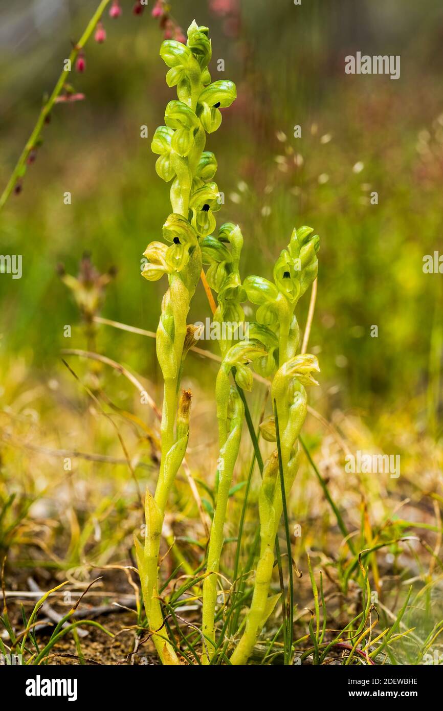 Un'orchidea australiana endemica conosciuta come Black-tip Greenhood (Pterostylis bicolore). Foto Stock