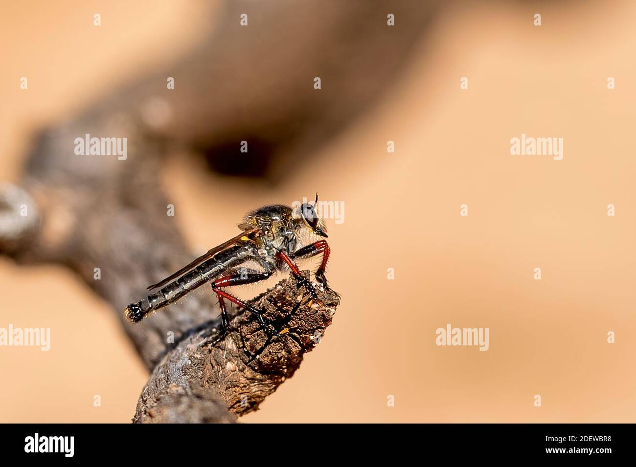 Un volo Robber della famiglia scientifica Asilidae. Le mosche Robber sono grandi, mosche bright che catturano la loro preda (solitamente altri insetti) a metà del volo. Foto Stock