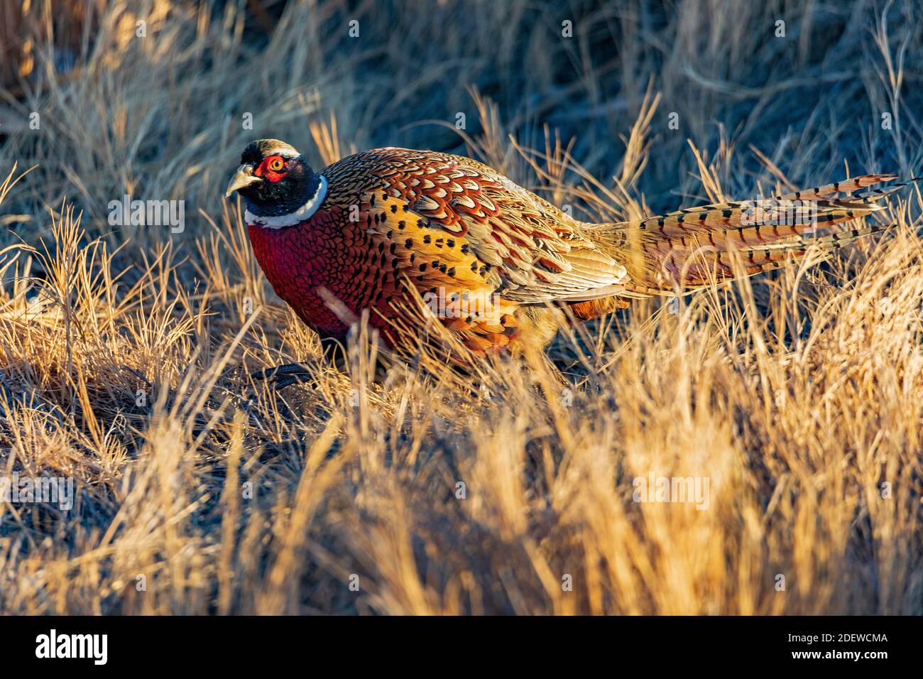 Un fagiano maschio con collo ad anello (Phasianus colchicus) si ferma al sole del tardo pomeriggio lungo il sentiero natura presso l'Eccles Wildlife Education Center, UT. Foto Stock