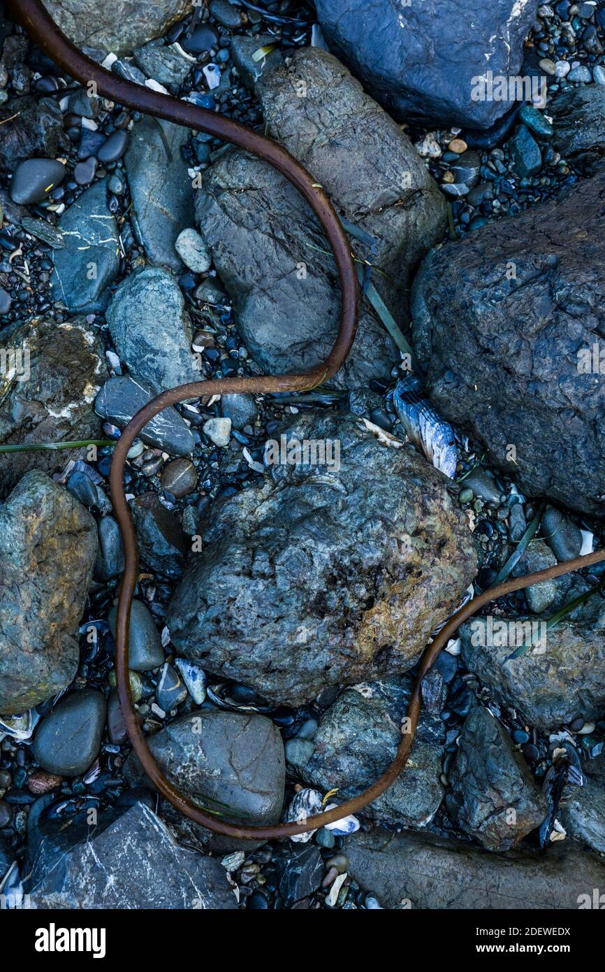 Una ciocca di Bull Kelp si snoda attraverso la spiaggia rocciosa vicino a Tofino, BC, Canada. Foto Stock