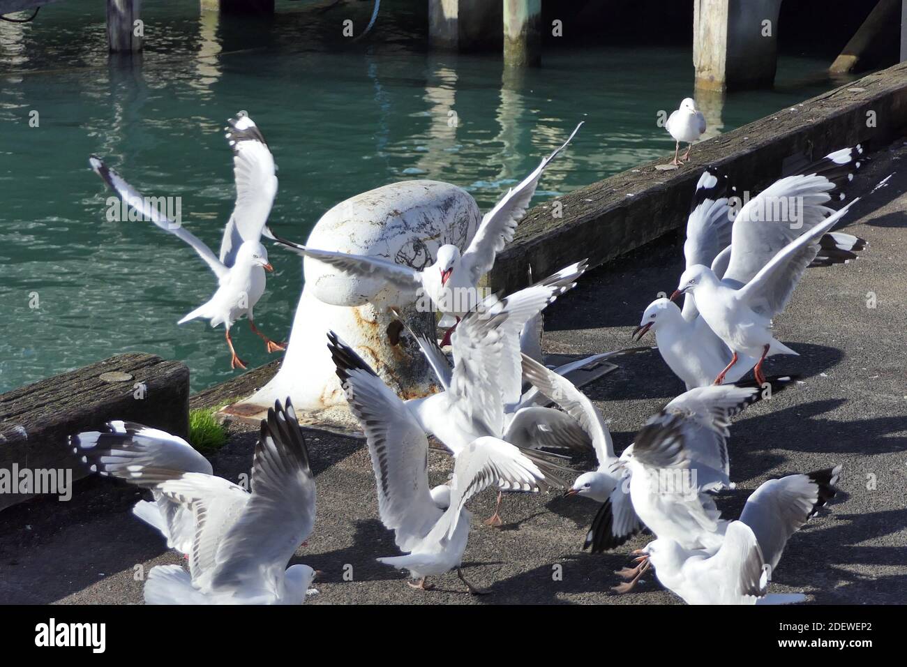 Urla e lotta per il cibo di un gruppo di gabbiani sulla banchina Foto Stock