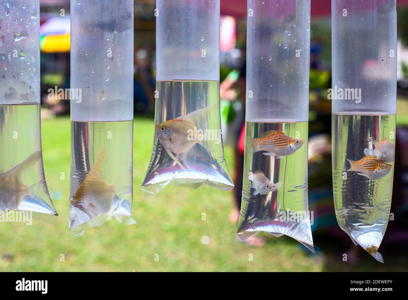 Pesce Acquario in confezione per la vendita. Vendita di pesci acquario.  Pesce come animale domestico. Pesce vivo in sacchetto di plastica. Aquarium  negozio all'aperto. Vendita di animali sul mercato Foto stock -