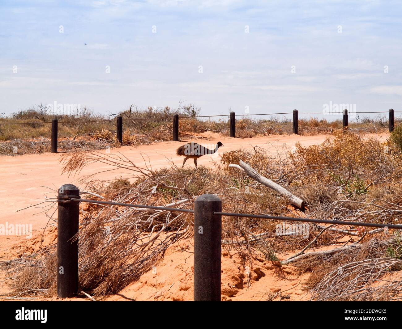 L'UEM pulcino. Little Lagoon, Shark Bay. Australia occidentale Foto Stock