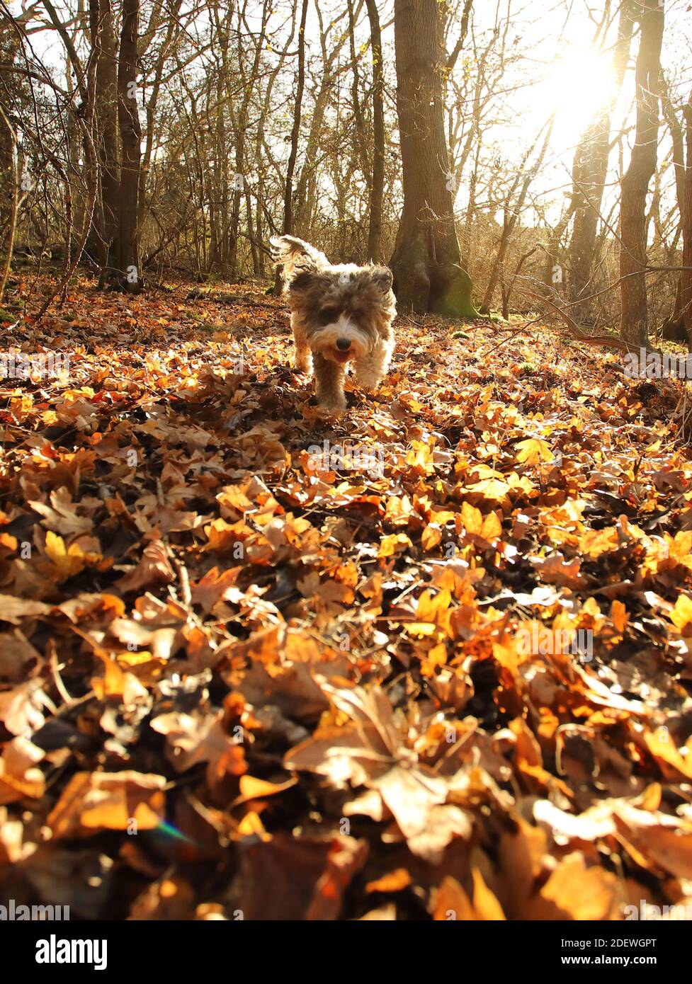 Peterborough, Regno Unito. 01 dicembre 2020. Biscotto il cane cockapoo va per una passeggiata tra tutte le foglie cadute in un bosco a Peterborough, il primo giorno di inverno meteorologico, 1 dicembre. Credit: Paul Marriott/Alamy Live News Foto Stock