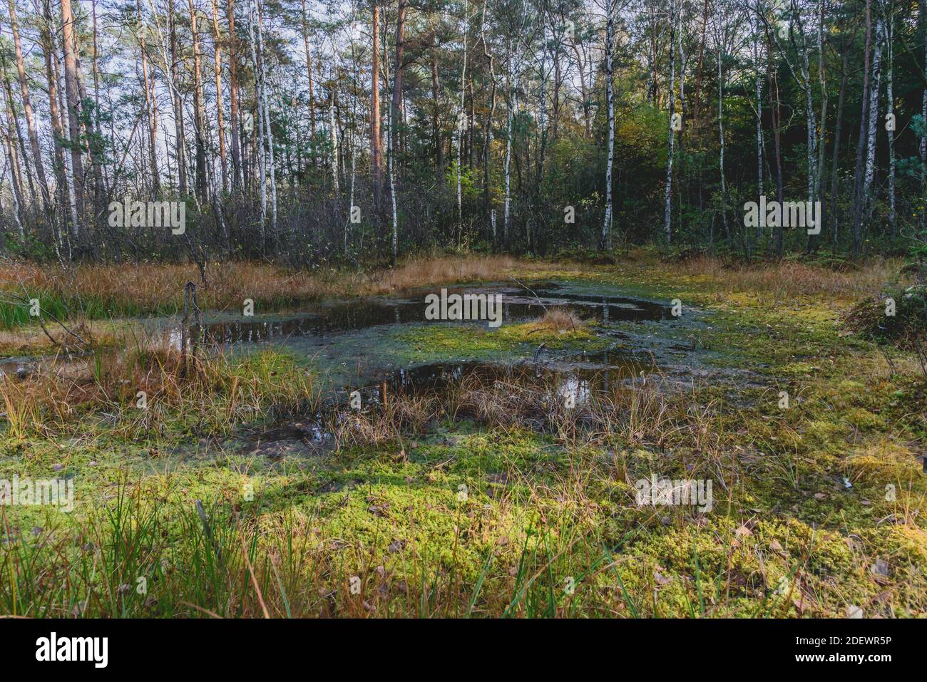 Autunno in Polonia Foto Stock