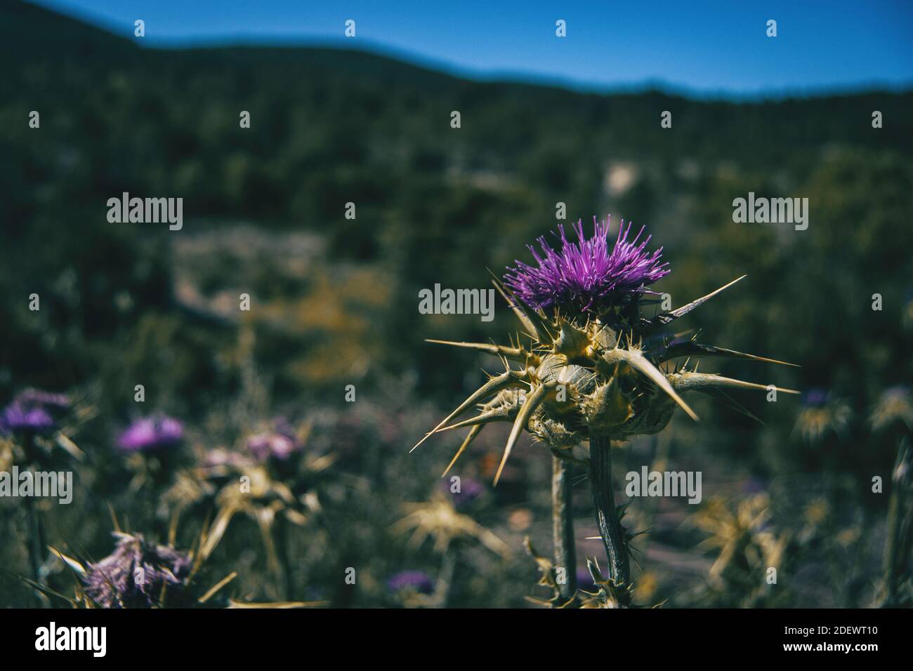 campo pieno di fiori di lilla con spine in natura Foto Stock