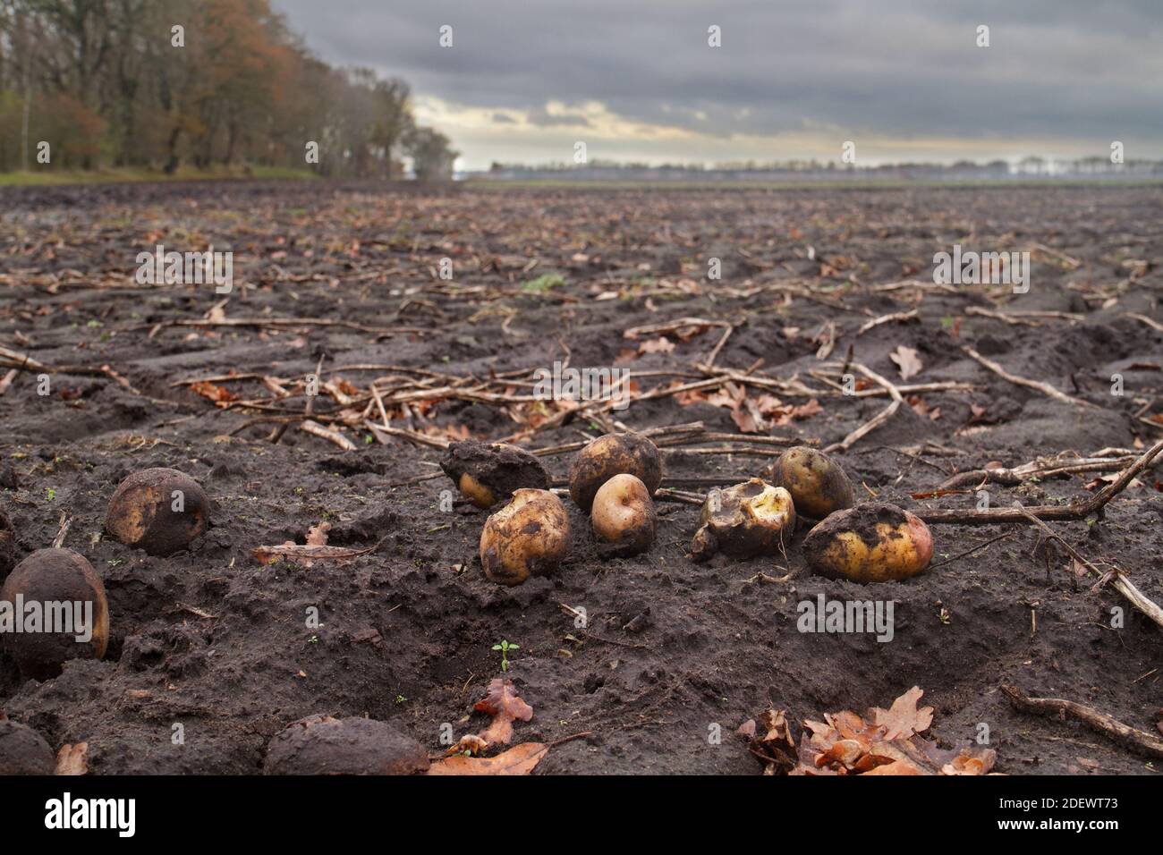 Patate perse su campo fangoso dopo la raccolta sotto il cielo scuro Foto Stock