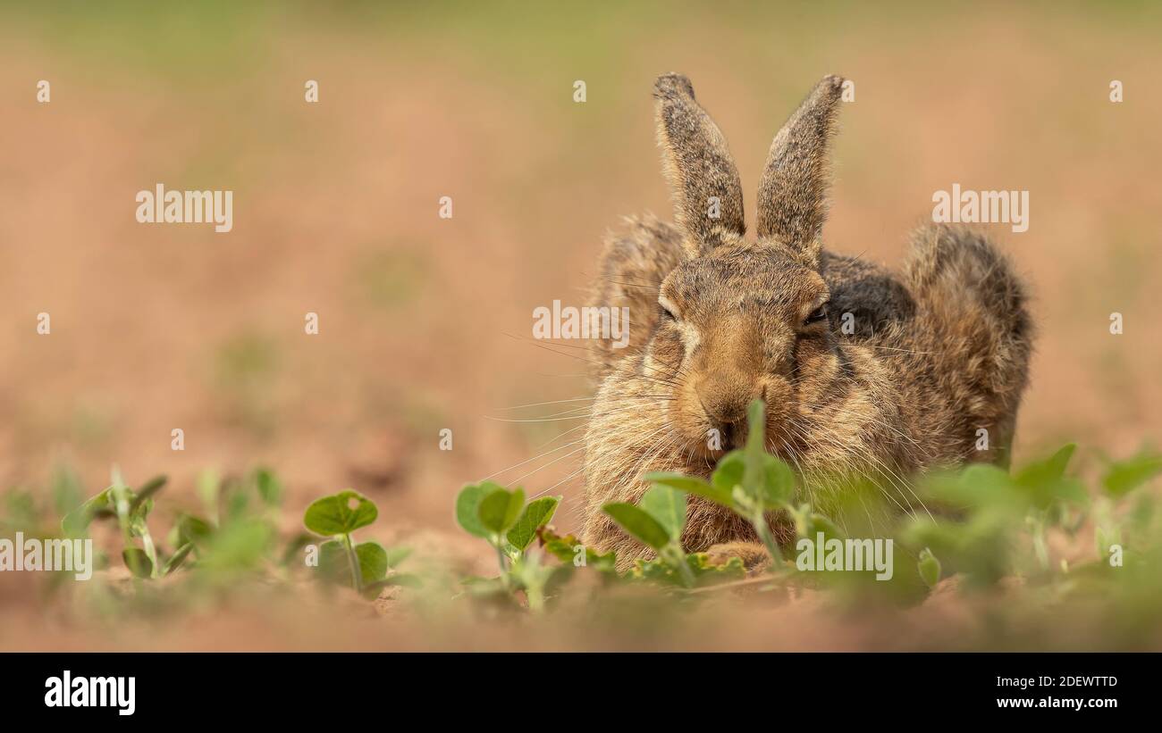 Lepre al sole primaverile, catturata in un campo di germogli di piselli Foto Stock