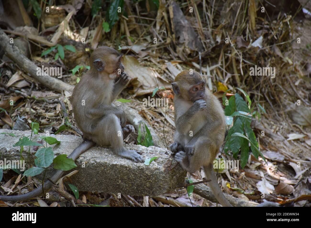 Le scimmie del bambino mangiano Foto Stock