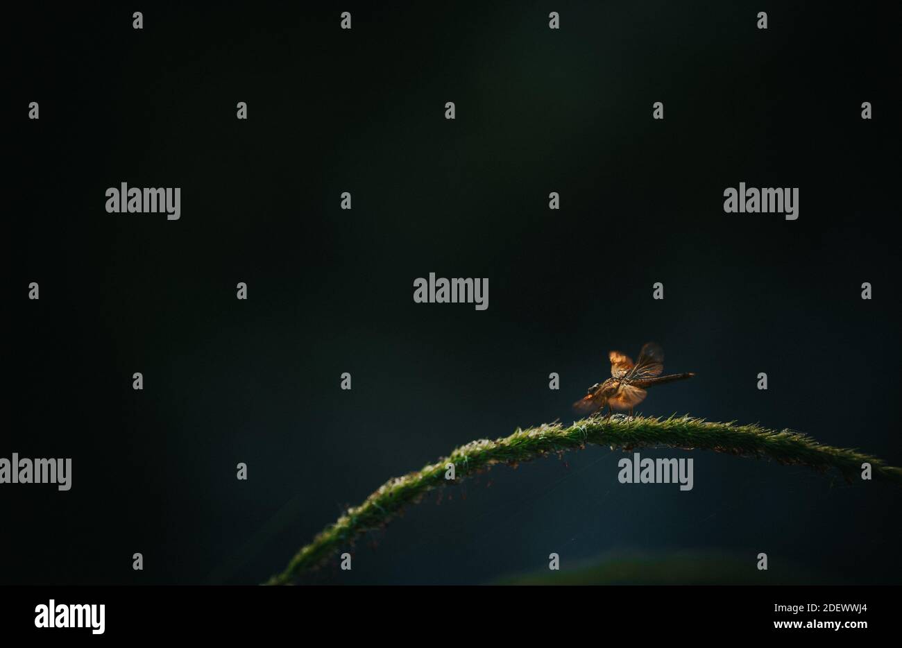 Mosca del drago Foto Stock