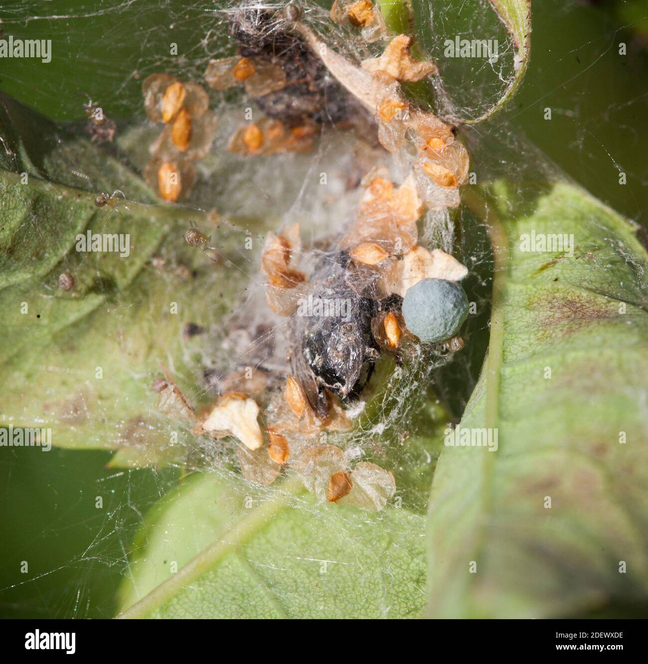 ENOPLOGNATHA NIDO DI OVATA e i suoi drogositi uovo sac il blu sfera grigia Foto Stock