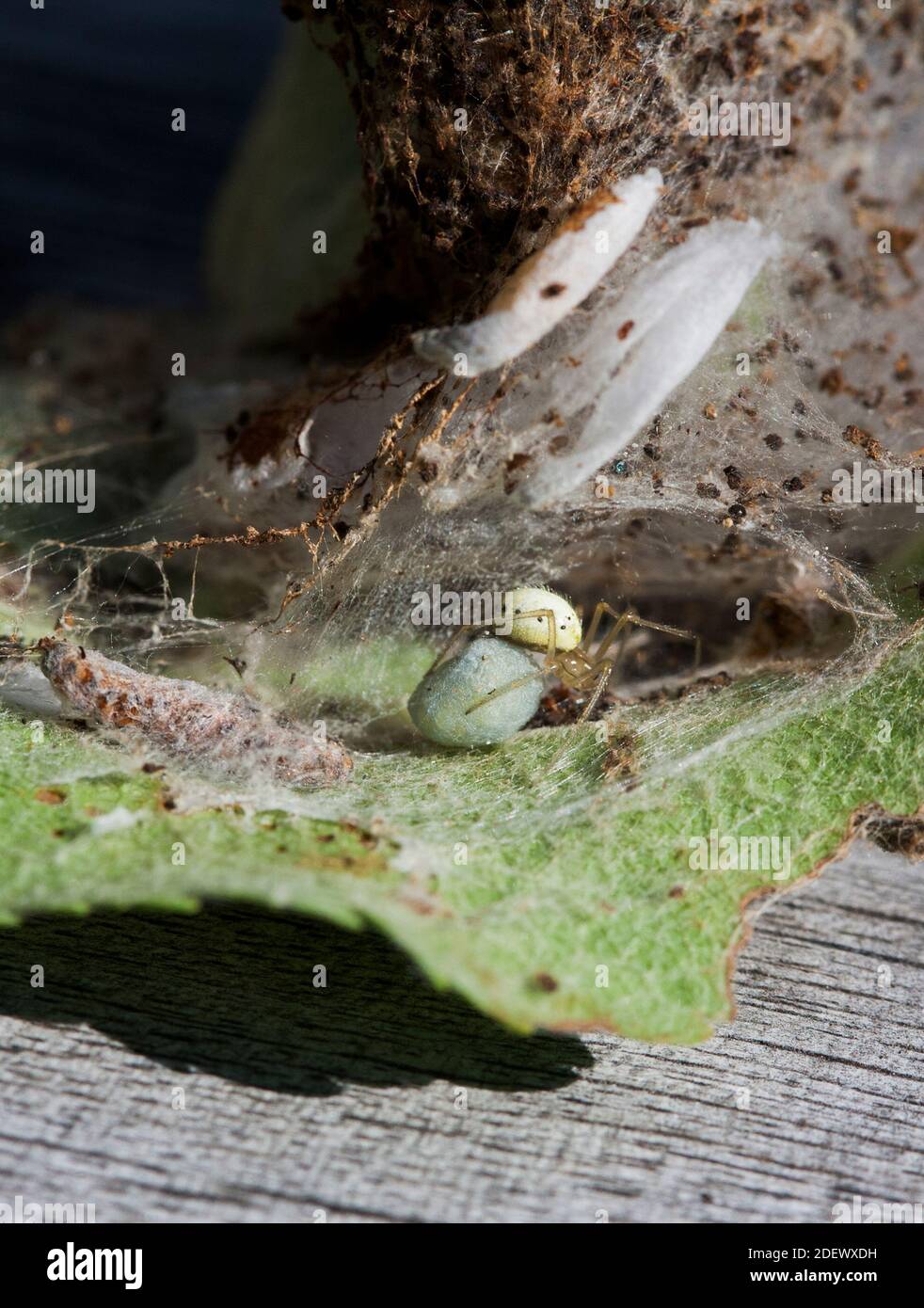 ENOPLOGNATHA OVATA in nido sul suo sacco di doposit uova Foto Stock