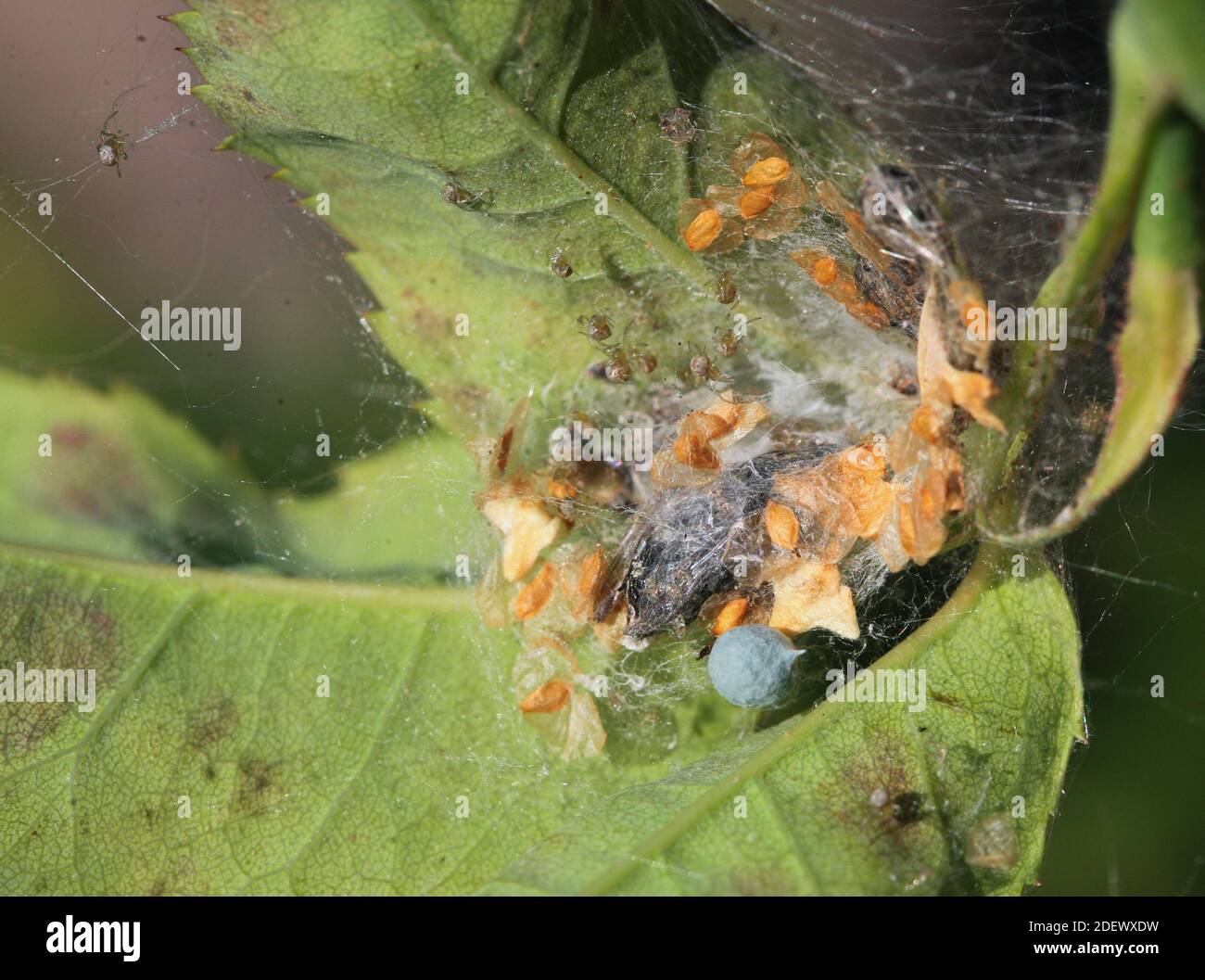 ENOPLOGNATHA NIDO DI OVATA e i suoi drogositi uovo sac il blu sfera grigia Foto Stock