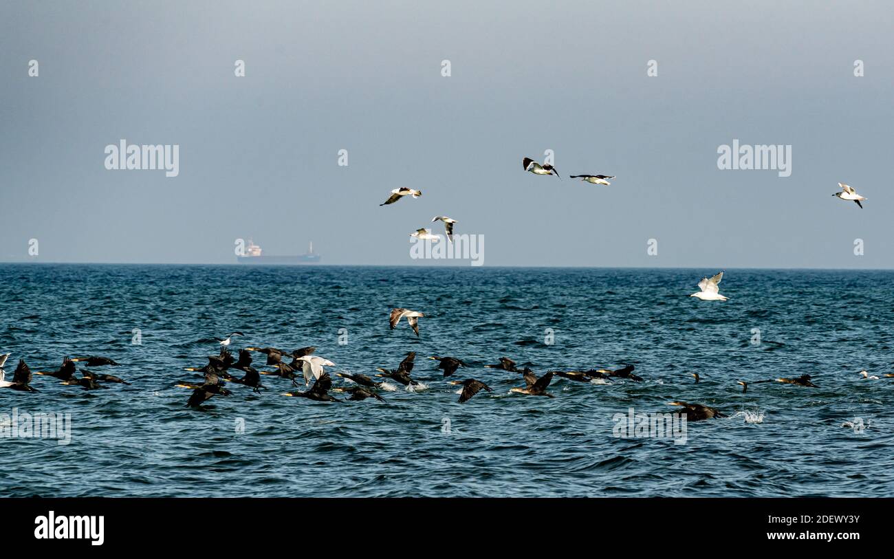 Gregge di grandi cormorani e gabbiani che riposano sull'acqua. . Foto di alta qualità Foto Stock