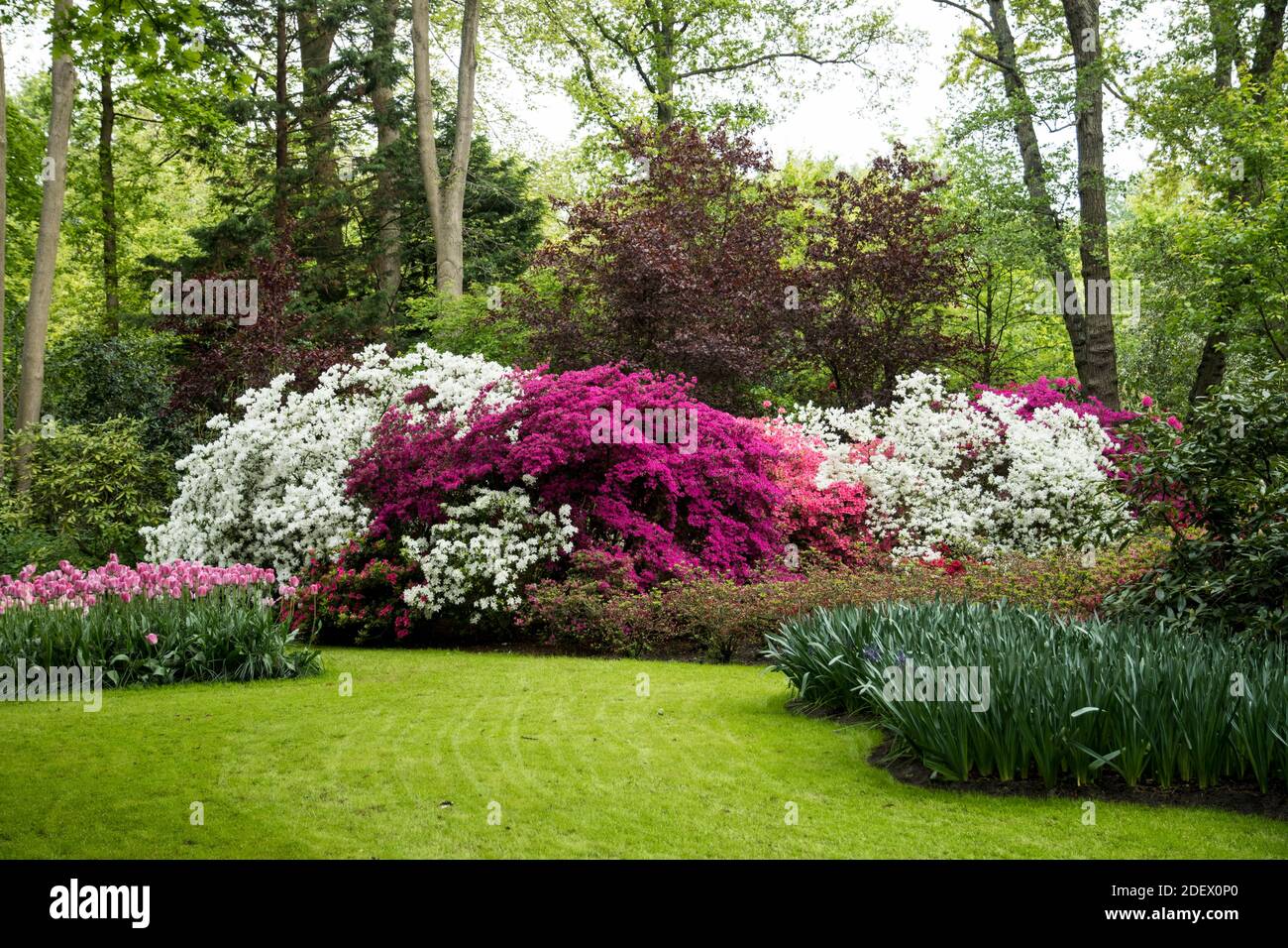 Combinazione colorata di Rhododendron Foto Stock